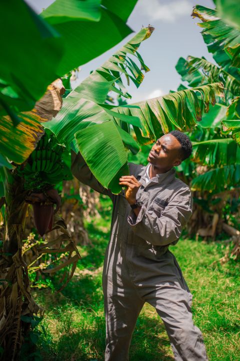 Field research sourcing banana stem fibre in a plantation